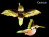 celedon hummingbirds by vdc