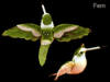 vdc fern hummingbirds for your cake