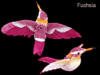 vdc fuchsia hummingbirds