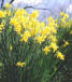 march birth month flower - jonquil