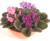 february birth month flower - violets