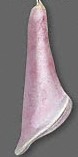 The pink calla lily has shades of pink and a little purple.