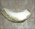 raw mollusk used to make shell pearls from