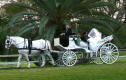 new orleans wedding horse and carraige