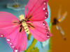 vdc light rose butterfly cake jewel