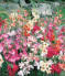 august birth month flower - gladiolus