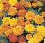 october birth month flower - marigold
