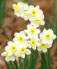 december birth month flower - narcissus