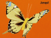 5" jonquil butterfly