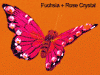 vdc fuchsia butterfly with rose crystal accents