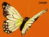 vdc jonquil butterfly